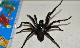 Nhện lưới phễu là loài đặc hữu ở Úc. (Ảnh: BBC)