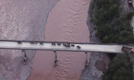 Đàn voi được hướng qua cầu quay về nhà