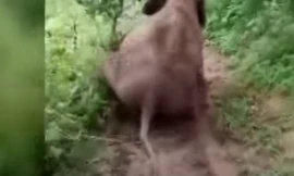 Hình ảnh chú voi con đang trượt xuống dốc