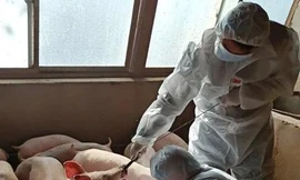 Trung Quốc đang nâng cao các biện pháp bảo vệ đàn lợn trước những biện truyền nhiễm nguy hiểm