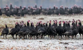 Một trang trại nuôi gà tây ở Đức. (Ảnh: EPA-EFE)