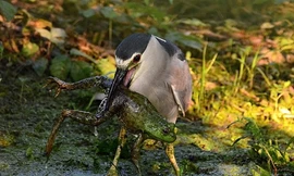 Một chú ếch không may rơi vào chiếc mỏ của con diệc háu ăn.