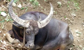 Hai con trâu húc chủ tử vong