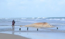 Xác cá voi trôi dạt vào bờ biển thôn Hà Tây. Ảnh: HTS.