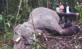 Voi Việt Nam có thể tuyệt chủng sau 10 năm