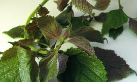 Tía tô chữa mụn cơm, mụn cóc