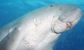 Tìm thấy hóa thạch bò biển 20 triệu năm tuổi