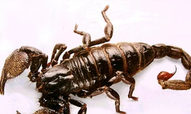 Bọ cạp giải độc