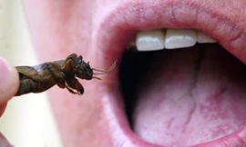 EU khuyến khích ăn... côn trùng kinh dị