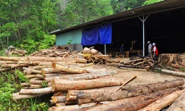 Khổ với gỗ rừng trồng