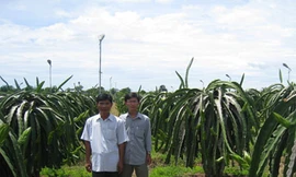 Chong đèn cao áp kích thanh long ra hoa: An toàn và tiết kiệm điện vượt trội