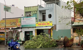 Cây đổ, đường phố TPHCM mênh mông nước sau mưa lớn