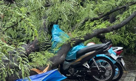 TPHCM: Cây me bật gốc đè nhiều xe máy trên vỉa hè 