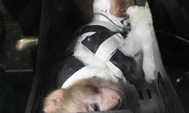 Một con khỉ trong thử nghiệm vũ trụ của Iran