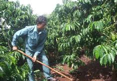 Tây Nguyên: 20.000 hộ thiếu đất sản xuất