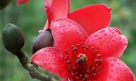 Hoa gạo chữa viêm khớp, loét dạ dày