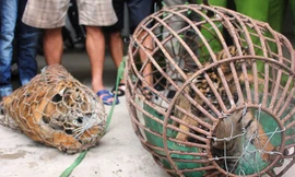 Tóm gọn bốn xe chở động vật rừng