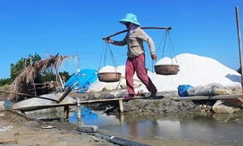 Diêm dân Cát Minh (Phù Cát, Bình Định) thua lỗ nặng nề nhất trong 5 năm qua giá muối xuống quá thấp. Ảnh: Hoài Văn