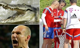 Robben suýt mất bàn tay vì bị cá sấu cắn