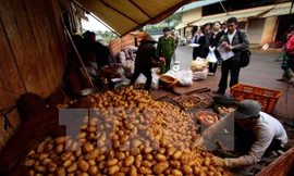 Kiểm tra vựa khoai tây trong chợ Nông sản Đà Lạt. (Ảnh: Nguyễn Dũng/TTXVN)