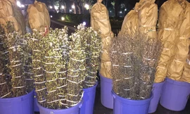 Hoa anh đào được chăm sóc kỹ lưỡng trước giờ khoe sắc bên bờ Hồ. Ảnh: AIC