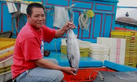 Chuyến biển bao Tết của ngư dân miền Trung trúng đậm cá ngừ, loại từ 2kg trở lên. Ảnh: Thanh Trần