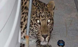 Hoảng hồn thấy con báo trong phòng ngủ