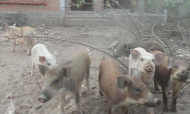 Nuôi lợn trong biệt thự bỏ hoang