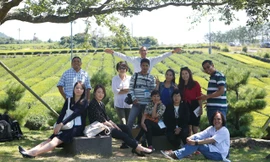 Đồi chè ở Jeju hút khách du lịch.