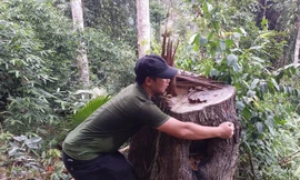 Những cây gỗ lớn bị chặt hạ tại khu vực Huồi Pá Hạ, Khe Oi thuộc khu vực vùng lõi Khu Bảo tồn Quốc gia Pù Huống.