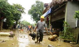 Nhiều gia súc, gia cầm cũng bị chết vì lũ lụt. Ảnh: Ngọc Bằng - Phạm Đức