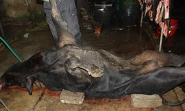 Điêu đứng Nậm Cắn