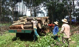 Gỗ cây cao su ngày càng khan hiếm.