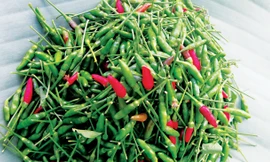 Ớt ARiêu được phát hiện trên những vùng núi đá vôi xã Mà Cooih