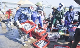 Cá biển vào Cảng cá Cửa Việt.