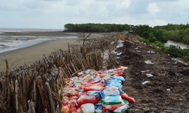 Một đoạn đê vỡ được gia cố bằng cừ tràm và bao đất.Ảnh: Xuân Lương