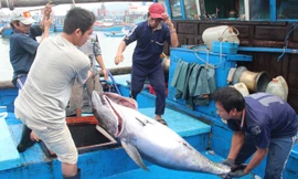 Giá cá ngừ đại dương thấp hơn so với trước tết khiến nhiều ngư dân hụt hẫng sau chuyến mở biển đầu năm. Ảnh: H. Văn