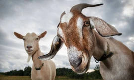 Ứng viên mới cho danh hiệu “Bạn của con người”