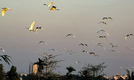 Chiều trên cồn Sơn.