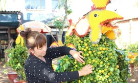 Bà Lê Thị Phượng chăm sóc quất cảnh tạo hình con gà. Ảnh: Khánh Nguyên