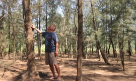 Nhiều cây phi lao đã đến tuổi thu hoạch nhưng ông Lán không nỡ chặt