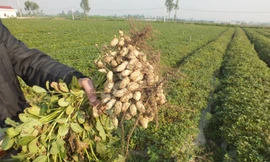 Huyện cấp giống lép cho xã nghèo