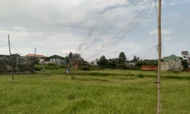 Chiếc bẫy chim bằng lưới trên cánh đồng sau mùa gặt.