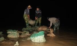 Người dân thu lượm ngao chết.