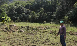 Những ruộng trồng lúa của đồng bào Vân Kiều ở Làng Hồ thành bãi đất đá sỏi lấp tràn, cỏ mọc hoang dại. Ảnh: H.T