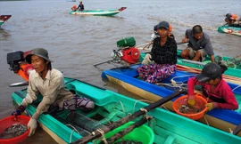 Người dân nghèo lén lút “hái lượm” trên Bãi Bồi hoặc đi Bình Dương.