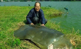 Cụ rùa trong một lần lên cạn, bên cạnh là PGS-TS Hà Đình Đức.