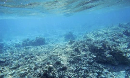 Tòa Trọng tài ngày 12/7 phán quyết rằng, Trung Quốc đã gây ra những tác hại không thể sửa chữa được với môi trường biển. Trong ảnh: San hô biển Đông chết hàng loạt. Ảnh: National Geographic