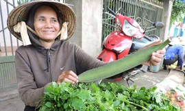 Rau rừng bày bán ở phố