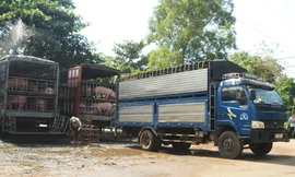 Trung Quốc siết chặt kiểm soát nhập khẩu lợn